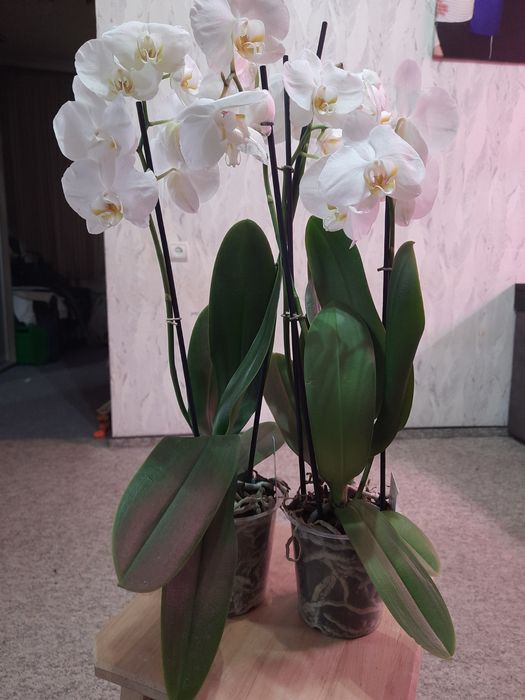 Білі, гарні Орхідеї