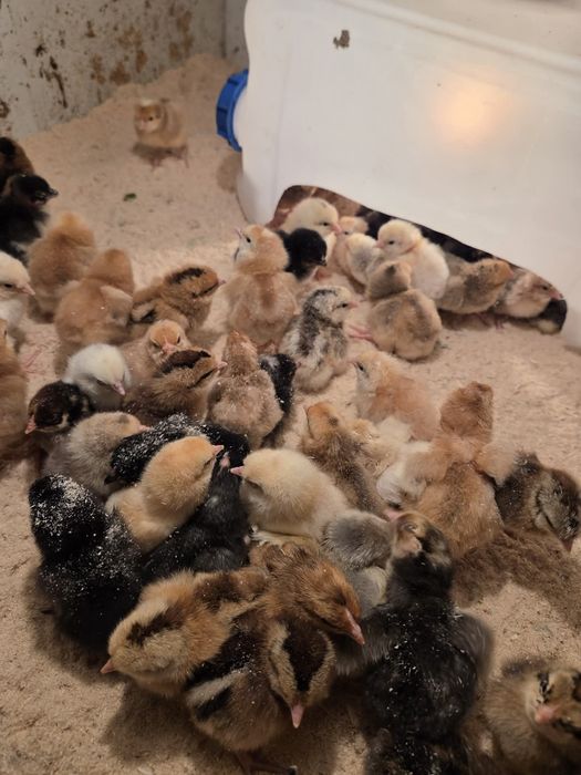 Jajka lęgowe  miksy