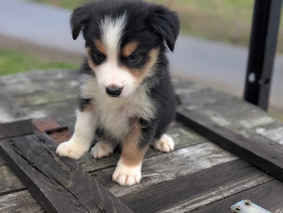 Border Collie pies samiec tricolor SHIRO przebadani rodzice