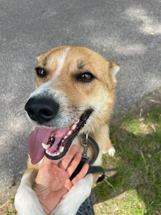 Pies pełen radości do adopcji – idealny na spacery