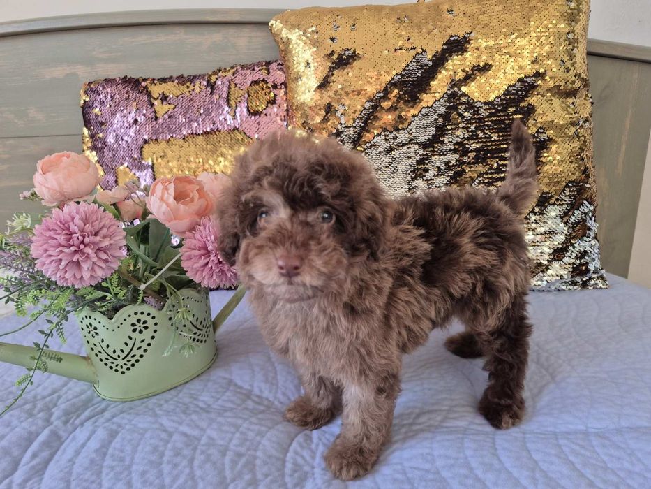 Merle  chokolate color. Pudel toy