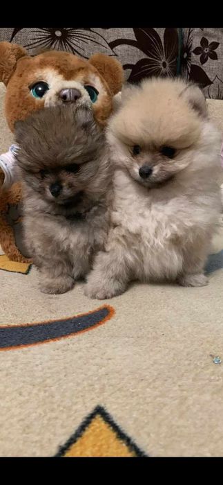 Померанський шпіц