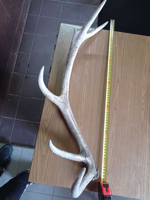 Ріг оленя / один