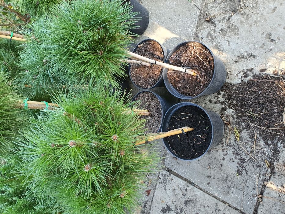 Сосна живая декоративная
