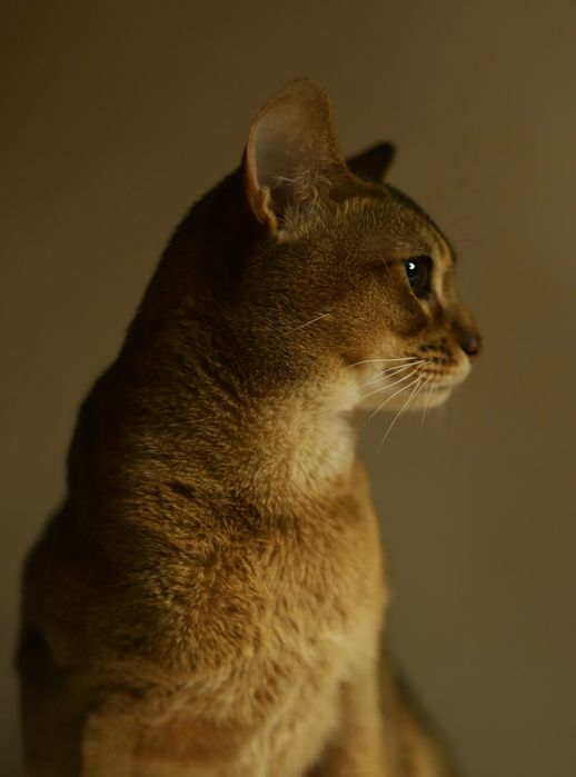 Вязка Абиссинский кот