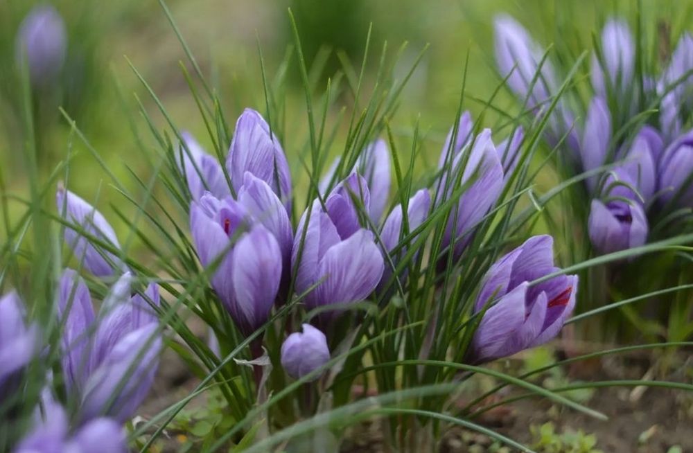 Шафран Crocus sativus