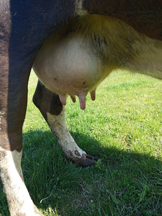 Krowa cielną 4 miesiące