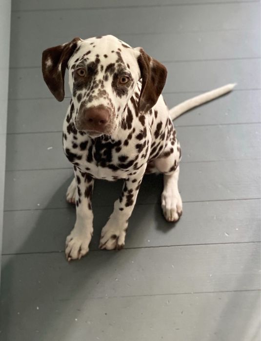 Хлопчик далматин