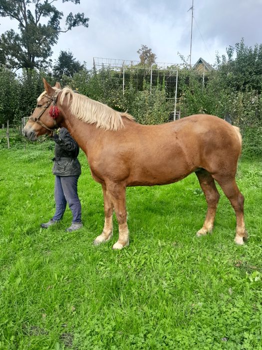 Продам кобилу.Вся інформація по номеру телефону