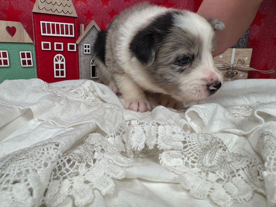 Border Collie suczka blue merle