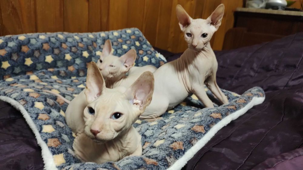 Донський Сфінкс кошенята, ДВА білих хлопчика