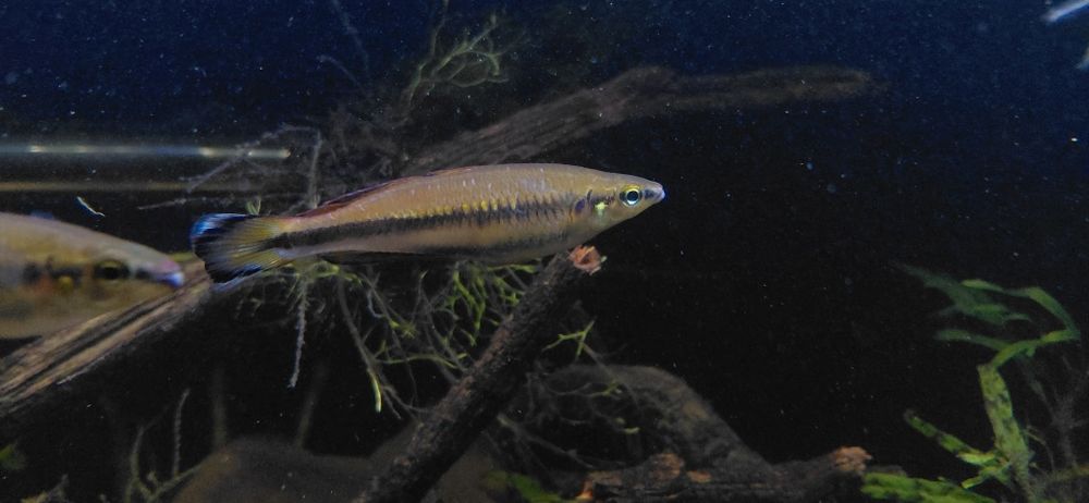 Bedotia Geayi (peixe do madagascar)