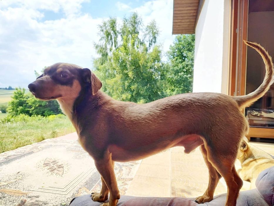 Tomek poleca się do adopcji