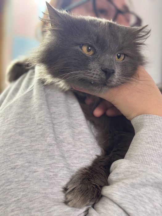 Котик шукає родину, віддам кота