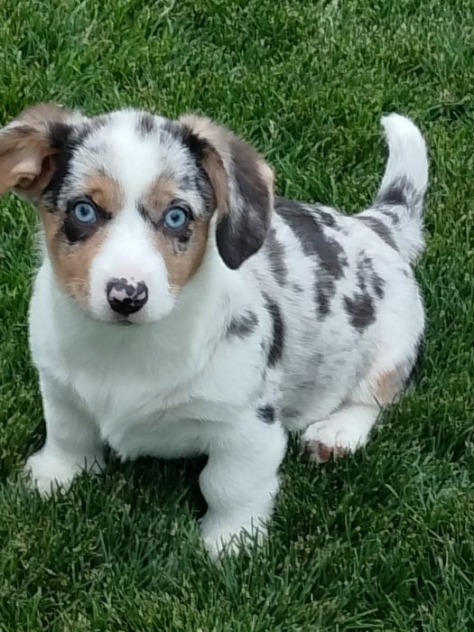 Welsh Corgi Cardigan FCI