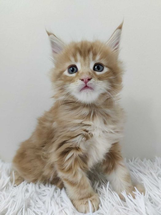 Maine Coon / ruda / FPL