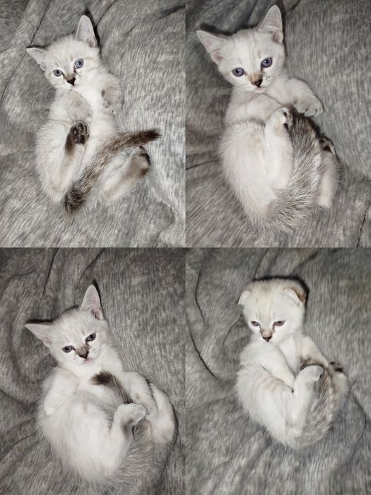 Котята срібна шиншила
