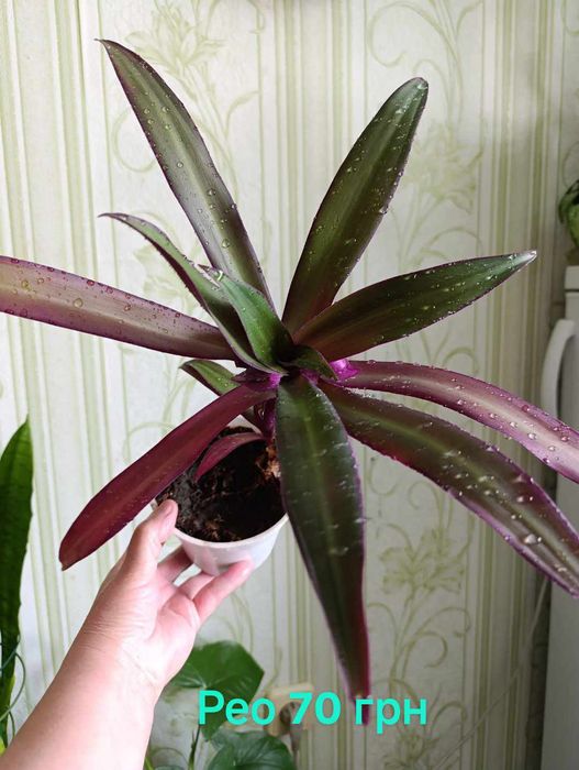 Комнатные  цветы