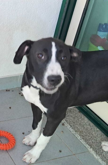 Cadelas (cachorros) para adoção responsável