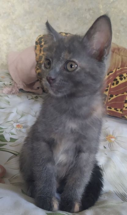 Віддам кошенятко. БЕЗКОШТОВНО. Конотоп.