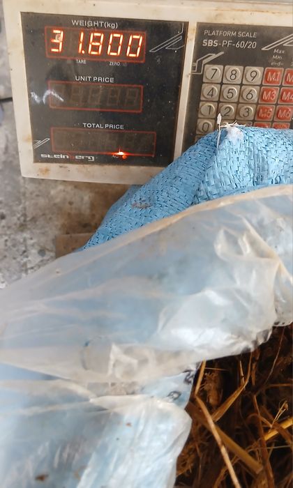 Sprzedam Obornik Koński