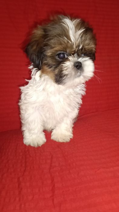 Piesek    Shih TZU