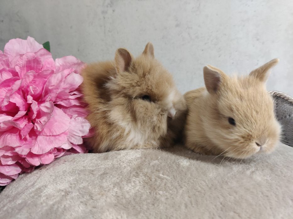 Króliczki  Minilop lwie karzełki sklep zoo Julianowska 7 b Łódź