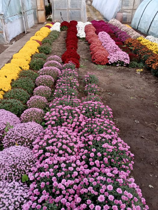 Квіти Хризантема