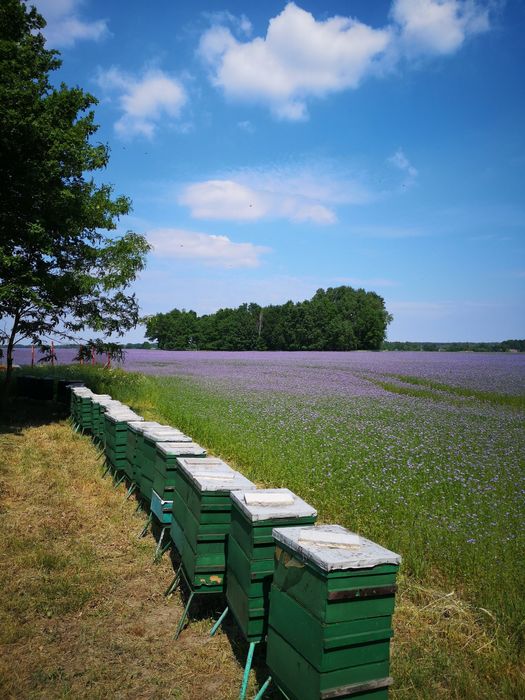 Miód z własnej pasieki