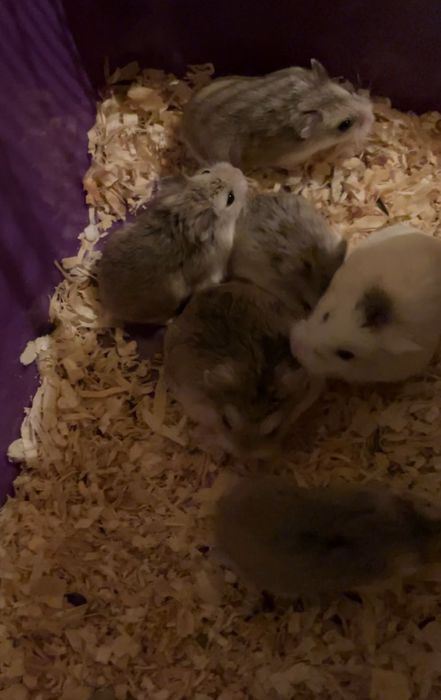 Chomik, chomiczek, chomiczek Roborowskiego