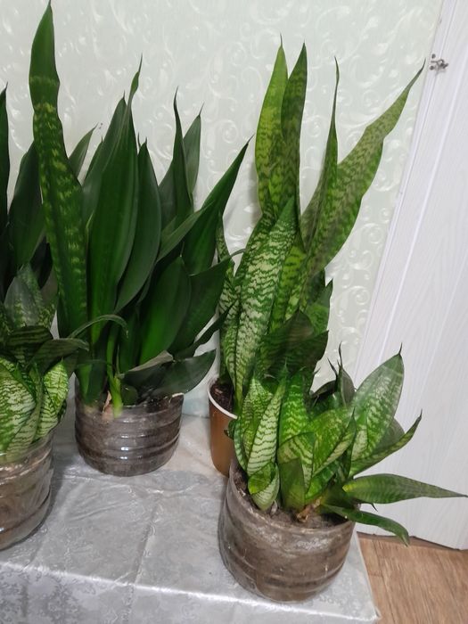 Сансивьерия с детками