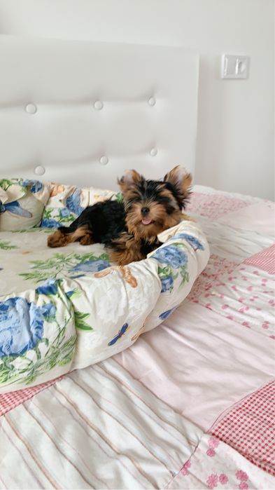 Щенки йорки мальчуган