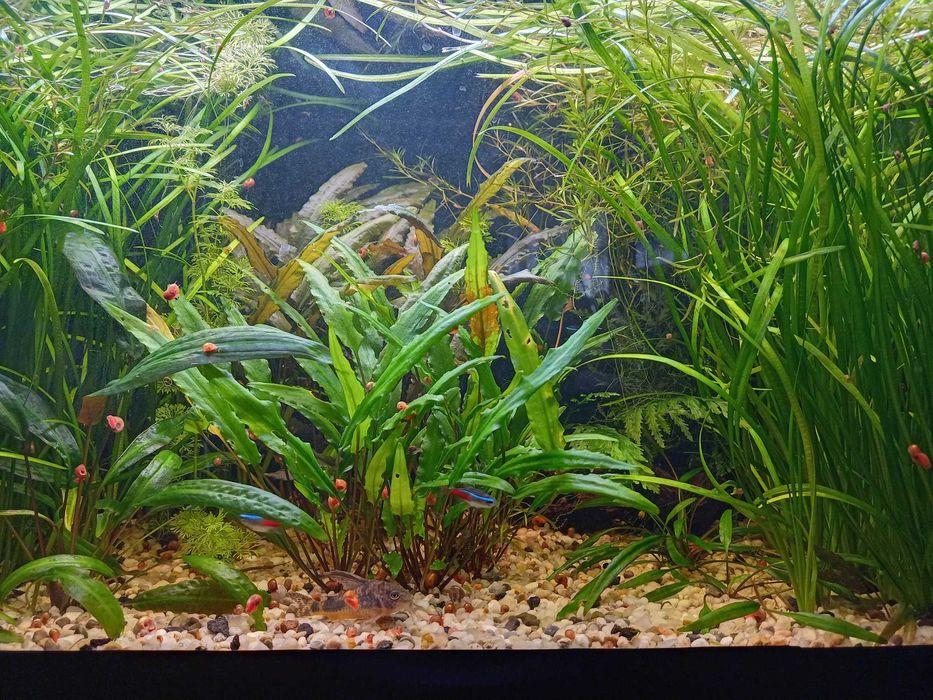 Sagitaria subulata,najas,cryptocoryna łatwe w uprawie