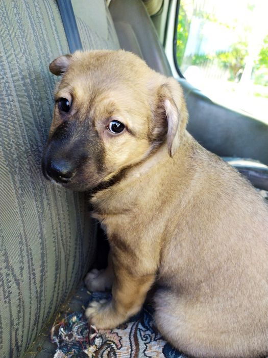 Отдам даром в хорошие руки