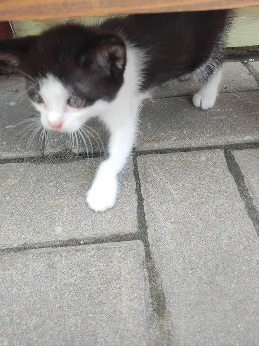 Кошенята у добрі руки