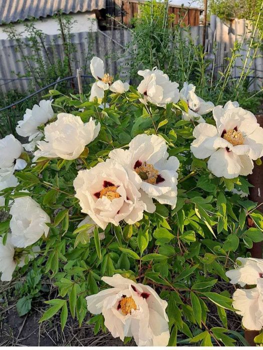 Різновид півоній