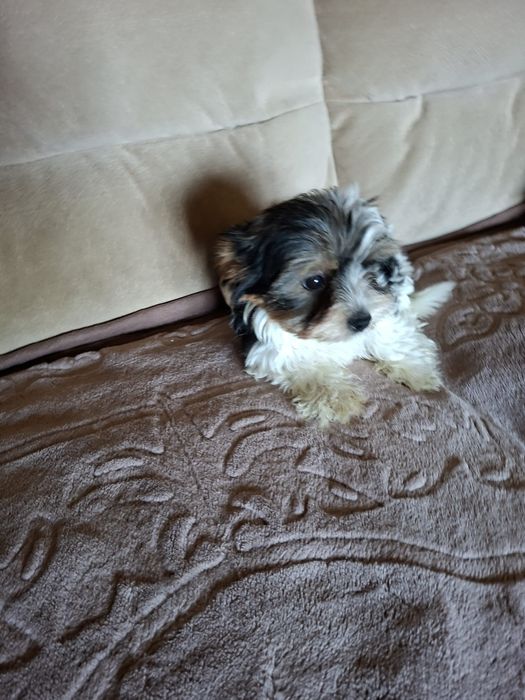 Yorkshire Terrier brewier dziewczynka