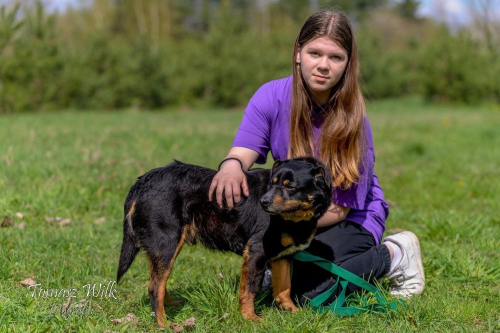 Tajger - starszy pies do adopcji dla odpowiedzialnej osoby