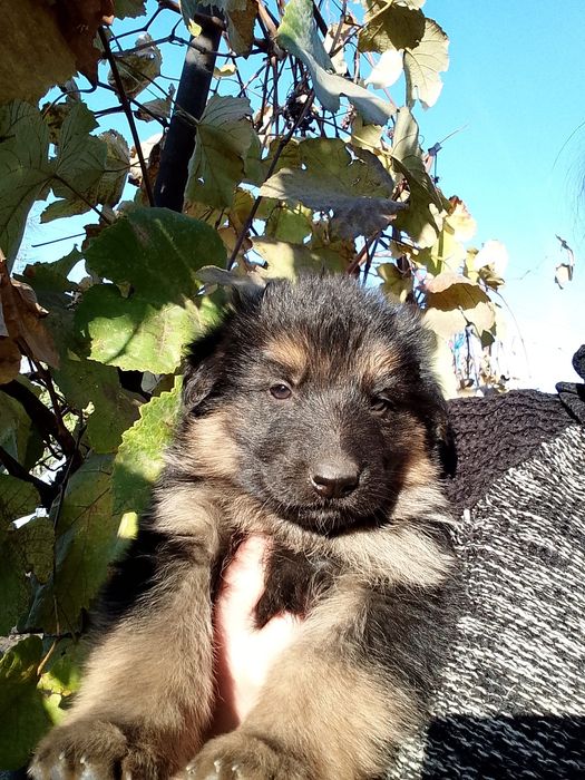 Продам щенков немецкой овчарки.