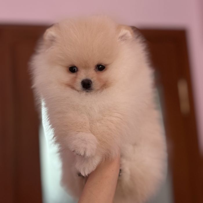 шикарний хлопчик шоу класу.