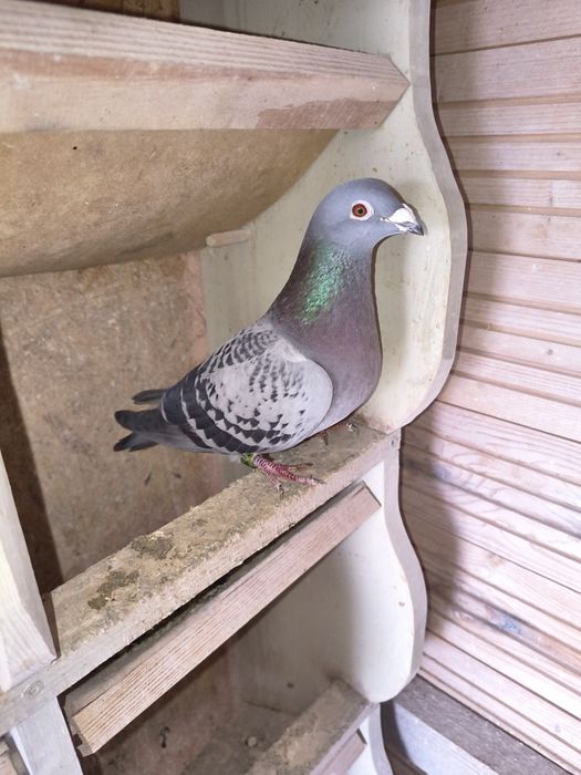 Gołębie pocztowe samce