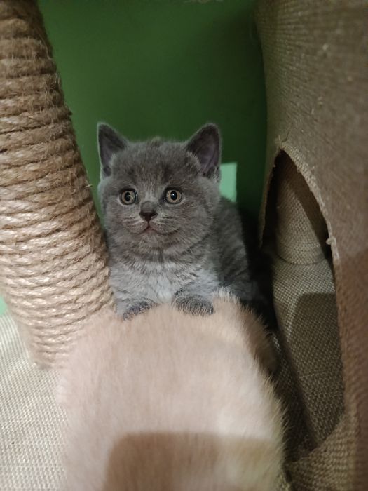 Скоттіш фолд, скоттіш страйт