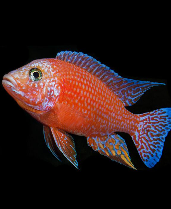 Аулонокара красный дракон Aulonocara fire fish Аквариумные рыбки