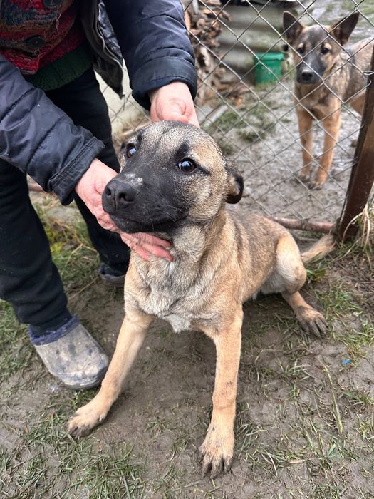 Собаки та ГРОШІ (певна сума на перший час)