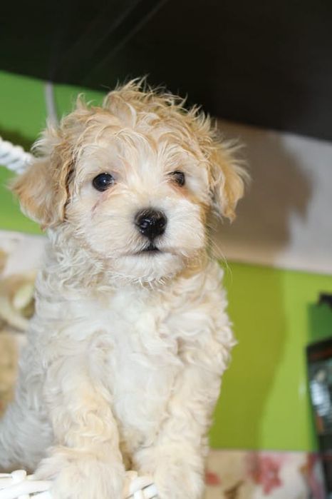 Мальтипу цены супер миники и мелкий стандарт