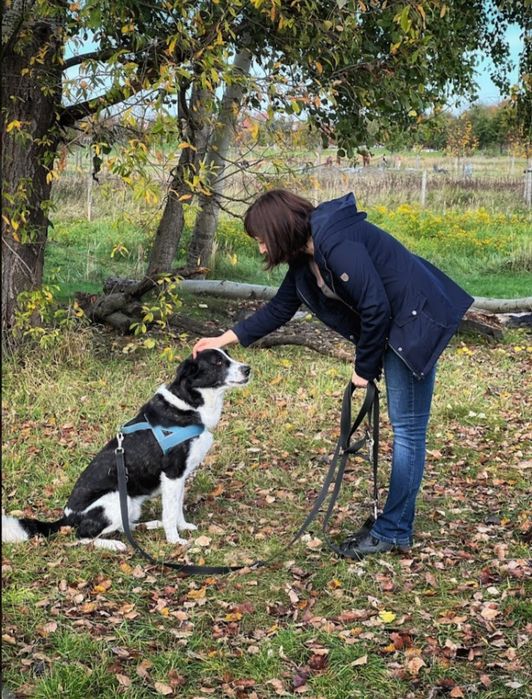 Piękny pies  od 3 lat   czeka na dom