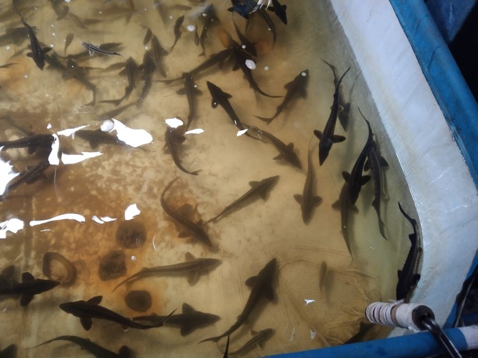 Narybek karp lin amur tołpyga