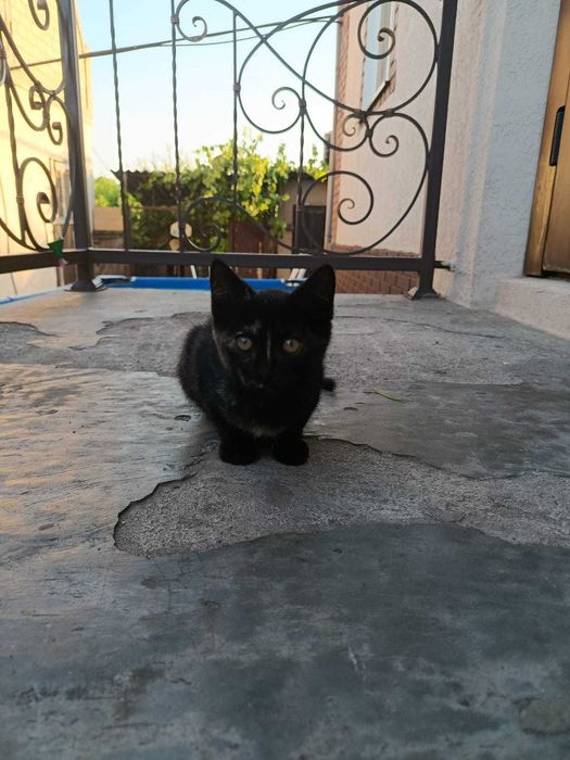 Котики Крисоловки!!