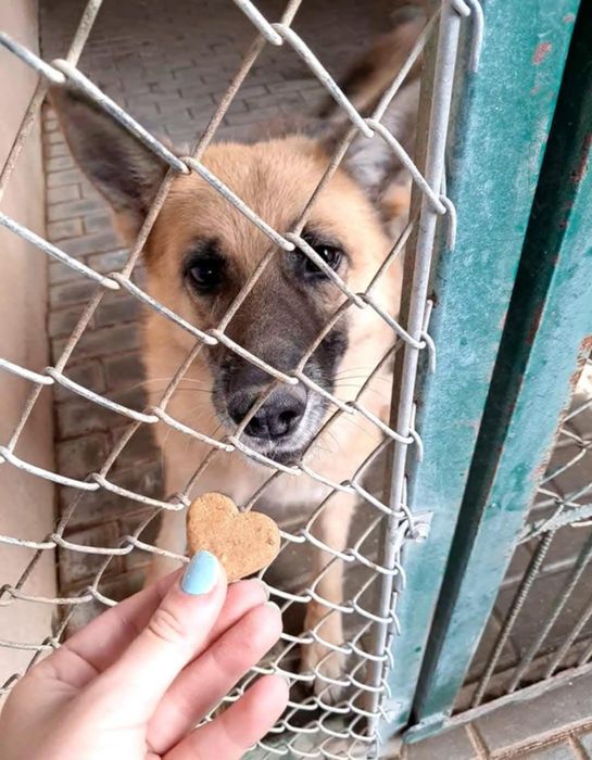 Pies w typie owczarka niemieckiego do adopcji!