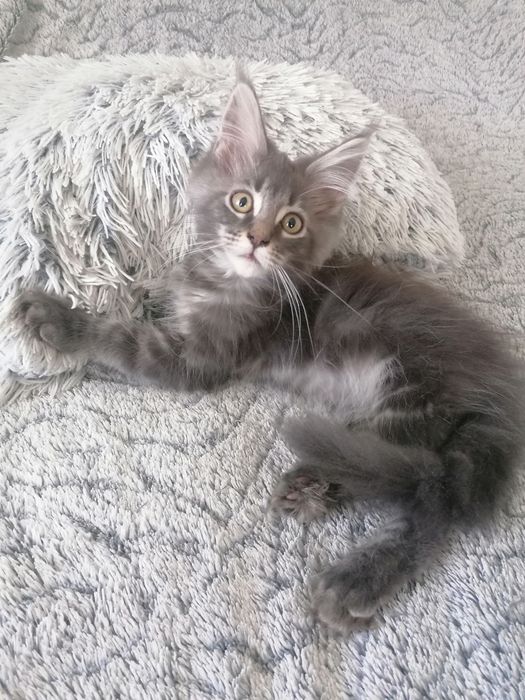 Бронь. Котик мейн-кун .